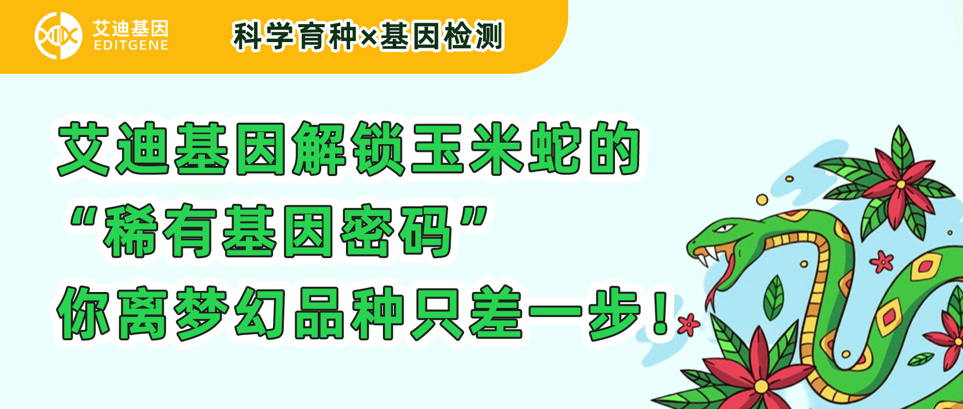 科研育种×基因检测 | 球盟会生物基因解锁玉米蛇的“稀有基因密码”，你离梦幻品种只差一步！